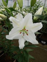 [5328 Sisto VWS No01.JPG]